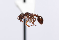 Myrmica punctiventris