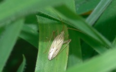 Miridius quadrivirgatus