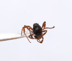 Myrmica punctiventris