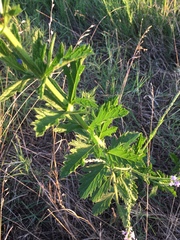 Verbena xutha