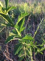 Verbena xutha