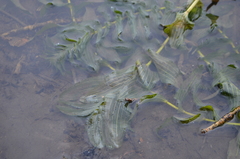 Potamogeton perfoliatus
