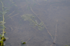 Potamogeton perfoliatus