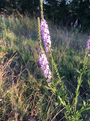 Verbena xutha