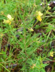 Ludwigia hirtella