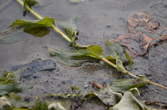 Potamogeton perfoliatus