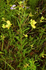 Ludwigia hirtella