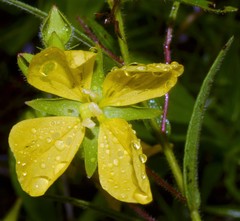 Ludwigia hirtella