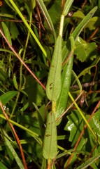 Ludwigia hirtella