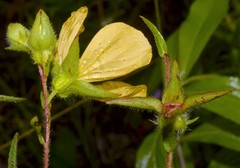 Ludwigia hirtella