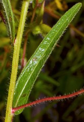 Ludwigia hirtella