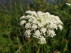 Daucus carota