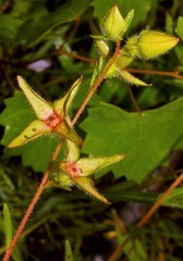 Ludwigia hirtella