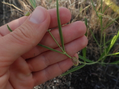 Mirabilis linearis linearis