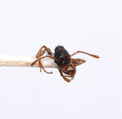 Myrmica punctiventris