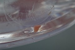 Peachia quinquecapitata