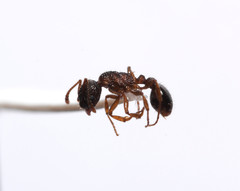Myrmica punctiventris