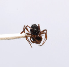 Myrmica punctiventris