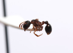 Myrmica punctiventris
