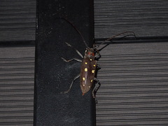 Batocera rubus