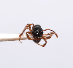 Myrmica punctiventris