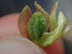 Mirabilis linearis linearis