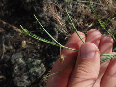 Mirabilis linearis linearis