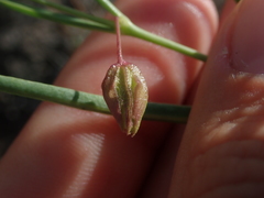 Mirabilis linearis linearis