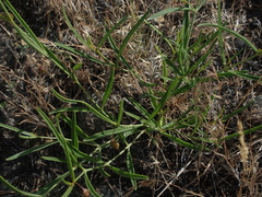 Mirabilis linearis linearis