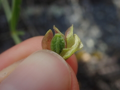 Mirabilis linearis linearis