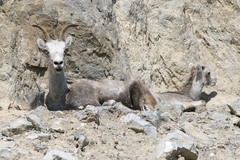 Ovis dalli stonei