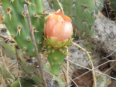 Opuntia semispinosa