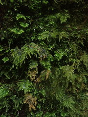 Thamnobryum alleghaniense