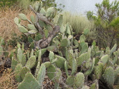 Opuntia semispinosa