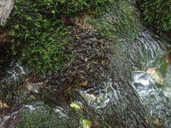 Peltigera hydrothyria