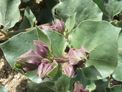Mirabilis multiflora pubescens