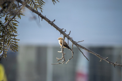 Pyrocephalus rubinus