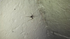 Euhadenoecus puteanus