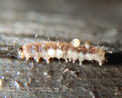 Barasa cymatistis