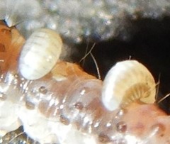 Barasa cymatistis