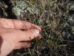Carex douglasii