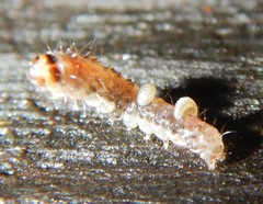 Barasa cymatistis