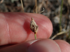 Carex douglasii