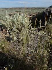 Pseudoroegneria spicata