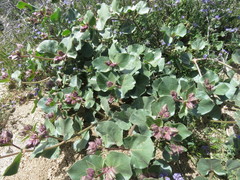 Mirabilis multiflora pubescens