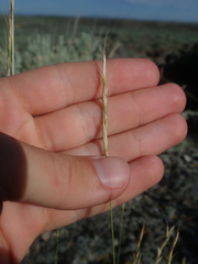 Pseudoroegneria spicata