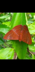 Emesis mandana