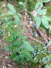 Lonicera nigra