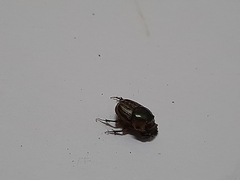 Onthophagus