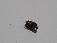 Onthophagus